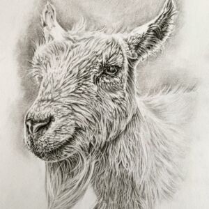 HEM004 Heather Mead Goat