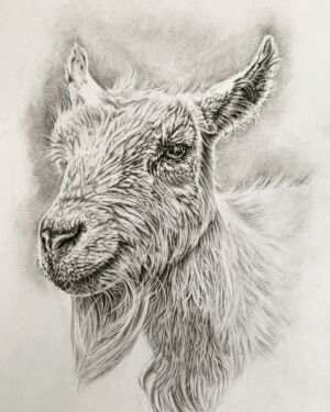 HEM004 Heather Mead Goat