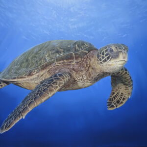 AQUEOUS TRANSMISSION