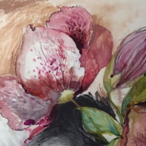 Close Up Victoria Kennedy Helleborus Orientalis